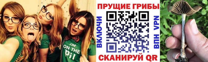 Галлюциногенные грибы Psilocybe  продажа наркотиков  omg вход  Ногинск 